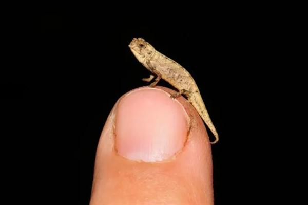 科学家发现地球最小爬行动物，一种神奇的变色龙亚种！
