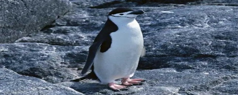 企鹅是什么动物 企鹅是卵生动物吗