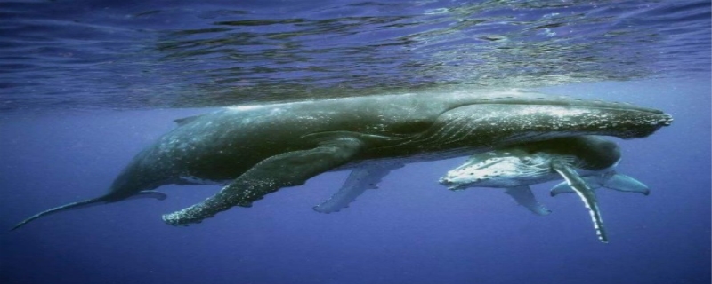 鲸鱼的寿命 鲸鱼的寓意