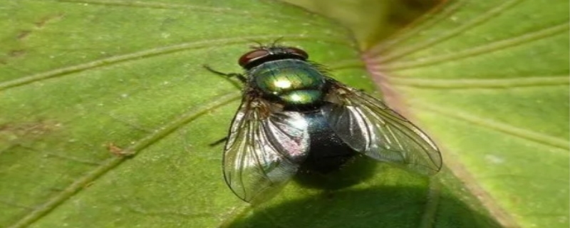 绿豆蝇生蛆还是苍蝇生蛆 绿豆蝇是怎么产生的