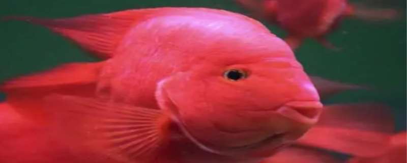 血鹦鹉鱼怎么养最红，血鹦鹉鱼适合多少°C水温