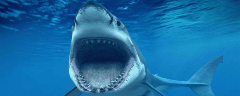 大鲨鱼吃什么 大鲨鱼有多长