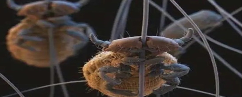 虱子卵长什么样 虱子的生长周期是多久