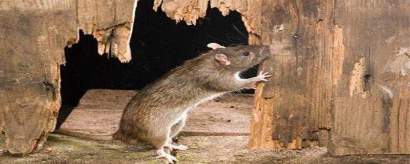 老鼠寿命多少年 老鼠怕什么