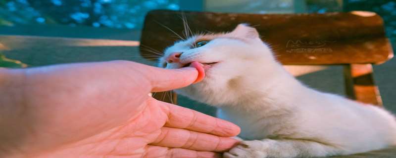 猫舔人的手是什么意思，猫咪舔手是什么原因