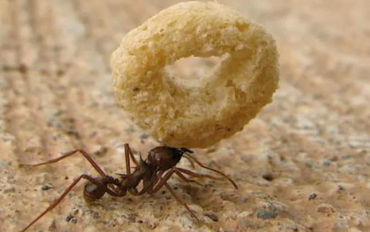 世界上最大的蚂蚁，澳洲昆士兰的公牛蚁长达3.7厘米