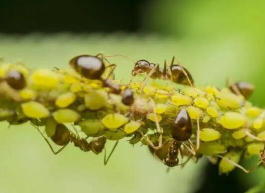 世界上十大最强的蚂蚁排名，子弹蚁咬人很疼、火红蚁咬人会引起休克