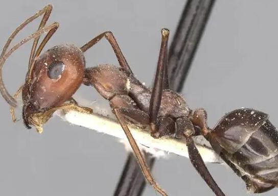 世界上十大最强的蚂蚁排名，子弹蚁咬人很疼、火红蚁咬人会引起休克