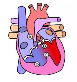 世界上谁的心脏最多，亿万富豪大卫移植了六颗心脏