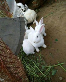 兔子几个月大就可以繁殖小兔子，兔子四个月大就已经成年