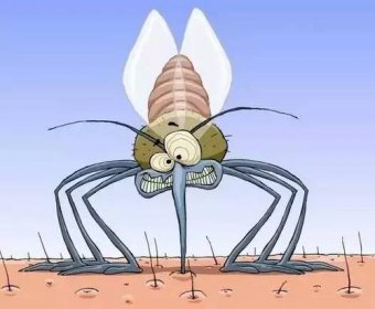 什么血型招蚊子，血型和蚊子叮咬没有必然的关系
