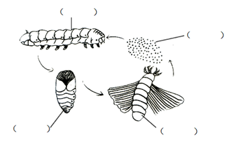 蚕的一生经历了哪四个阶段，蚕卵、蚁蚕、蚕蛹、蚕蛾