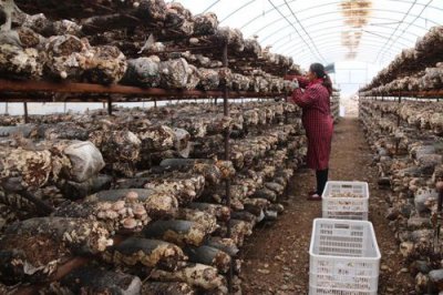 香菇之乡在哪浙江，磐安县1995年被评为中国香菇之乡