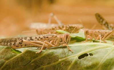 沙漠蝗虫能吃吗，连它们的天敌都不喜欢吃它们