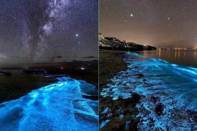 蓝眼泪是怎么形成的，浮游生物夜光藻引起的发光现象