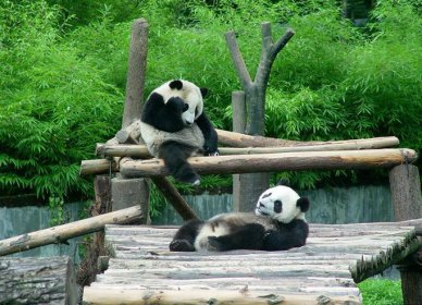 大熊猫生活在什么地方，分布于长江上游的高山深谷