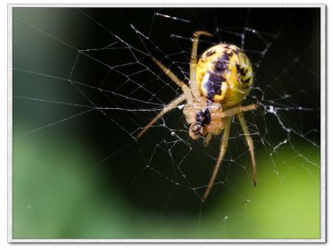 蜘蛛是昆虫吗，不是虫.属于食肉性动物