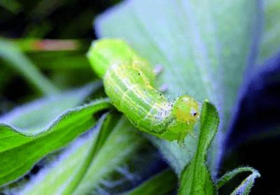 小菜蛾防治难是因为抗药性吗，有什么防治手段