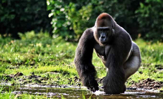 黑猩猩的智商相当于人类几岁，黑猩猩和大猩猩有哪些区别？