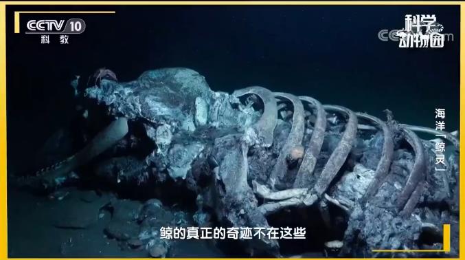 为什么鲸落这么少？没有鲸落的鲸鱼去哪了