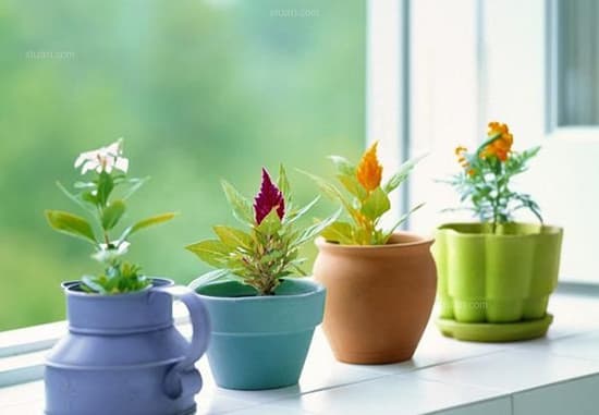 室内什么植物制造氧气厉害，此外室内什么花好养还香？