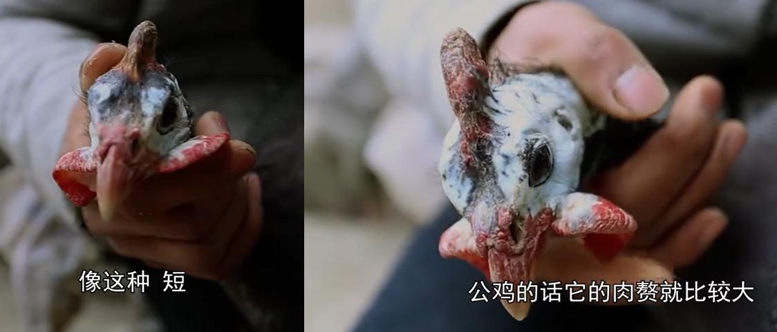 珍珠鸡怎么分公母对照图来了，它是保护动物或者算野味吗？