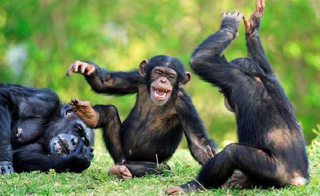 黑猩猩的智商相当于人类几岁，黑猩猩和大猩猩有哪些区别？