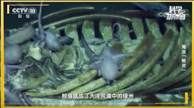 为什么鲸落这么少？没有鲸落的鲸鱼去哪了