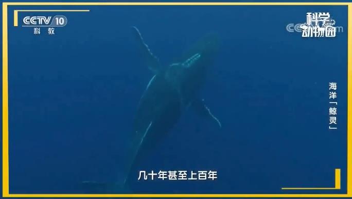 为什么鲸落这么少？没有鲸落的鲸鱼去哪了