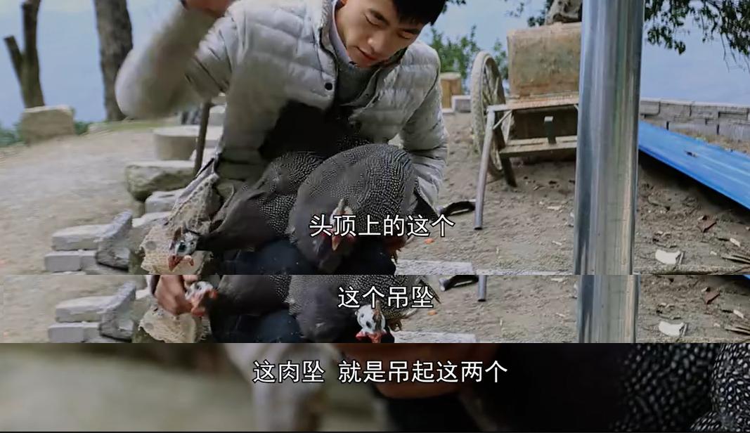 珍珠鸡怎么分公母对照图来了，它是保护动物或者算野味吗？
