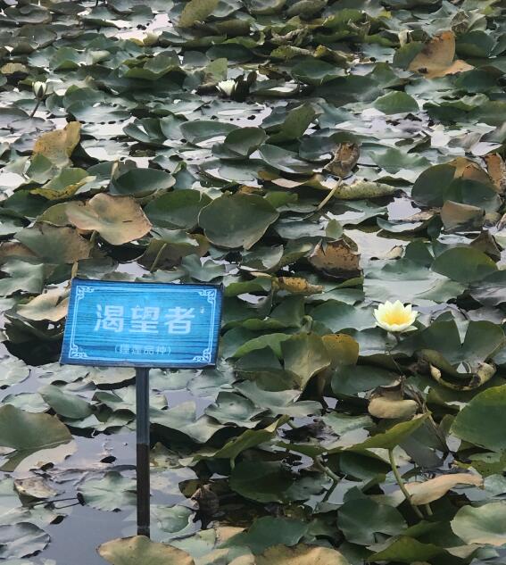 说不出的压抑和心累说说文案，适合发朋友圈的图片