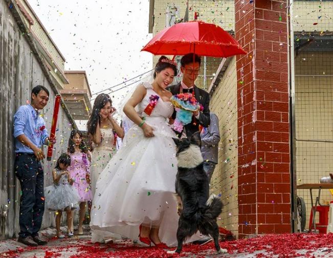 结婚为什么不能用折叠的雨伞,结婚撑红伞的禁忌还有那些?_首发网 结婚为什么不能用折叠的雨伞,结婚撑红伞的禁忌还有那些?