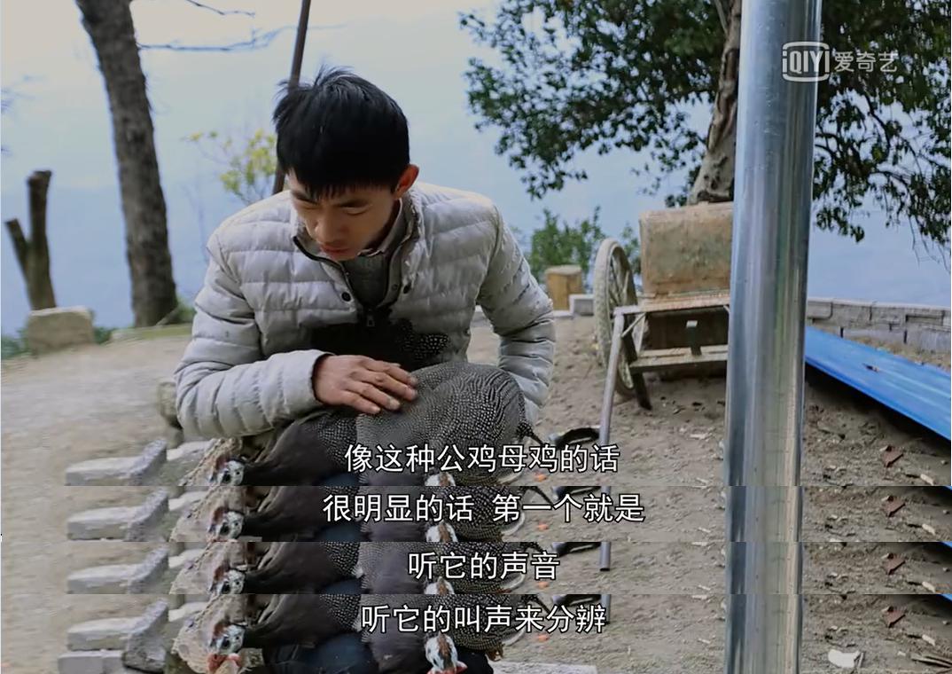 珍珠鸡怎么分公母对照图来了，它是保护动物或者算野味吗？