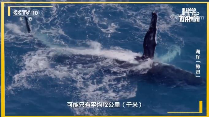 为什么鲸落这么少？没有鲸落的鲸鱼去哪了