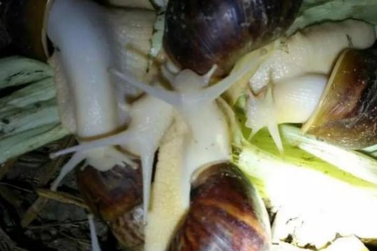 白玉蜗牛会吸血吗，没有任何报道发现蜗牛吸血