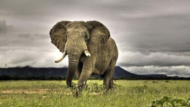 大象的耳朵像什么，大象为什么会有那么长的鼻子